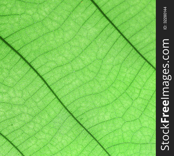 Green leaf as background or texture