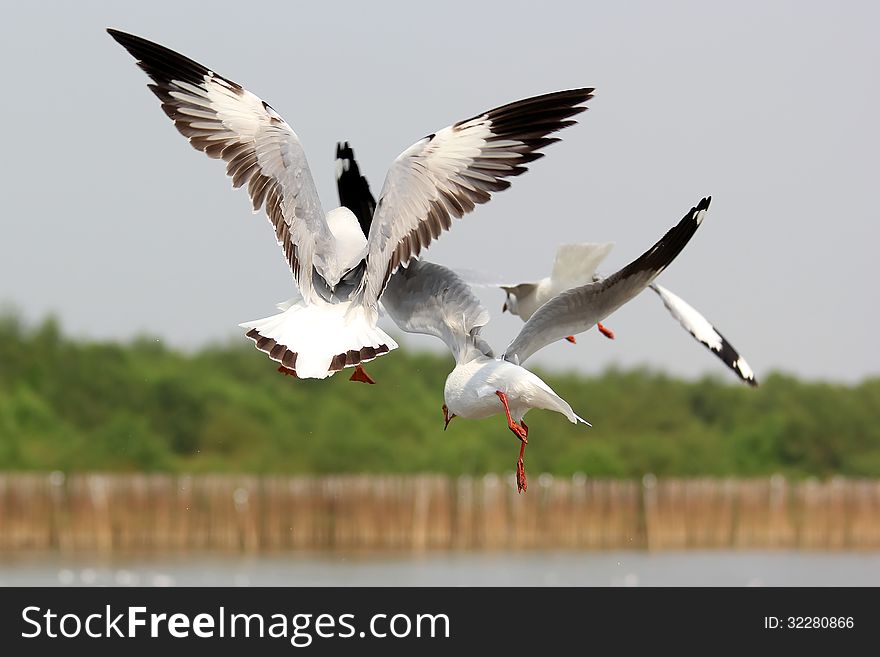 Seasonal migratory seagull along the Gulf of Thailand