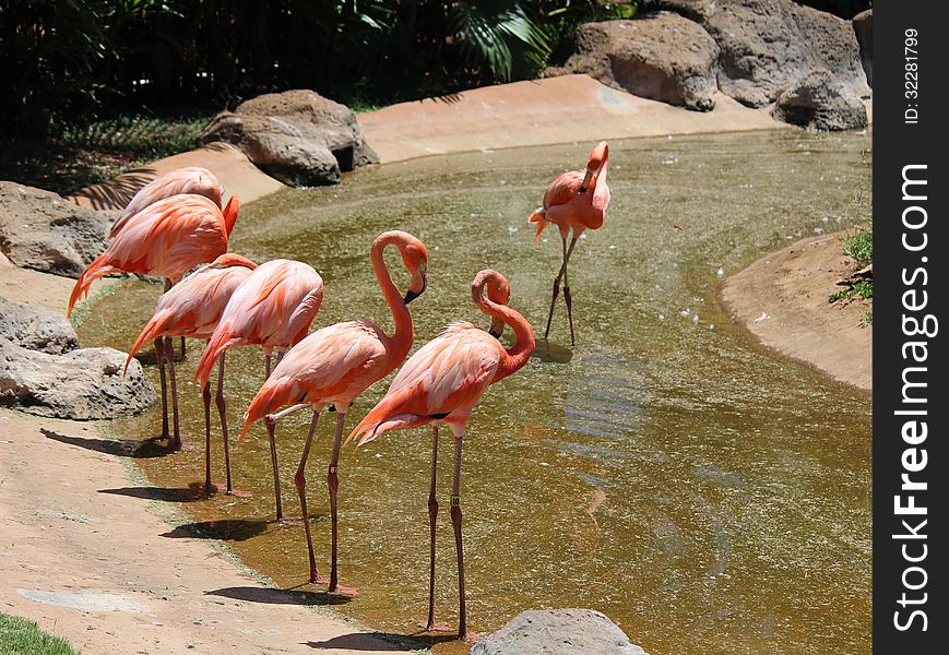 Red Flamingos rest in the pond at the Zoo