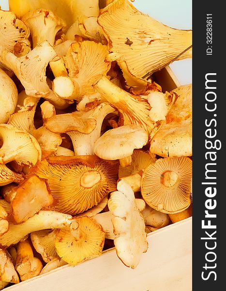 Heap of Raw Golden Chanterelles in Wooden Box closeup