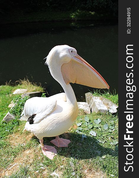 Pink pelican in the zoo