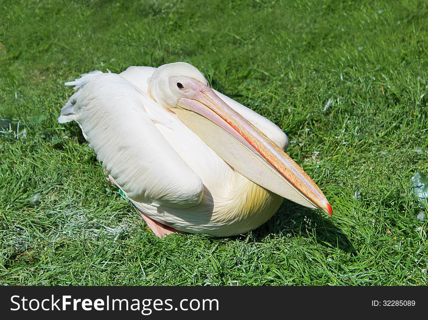 Pink pelican in the zoo