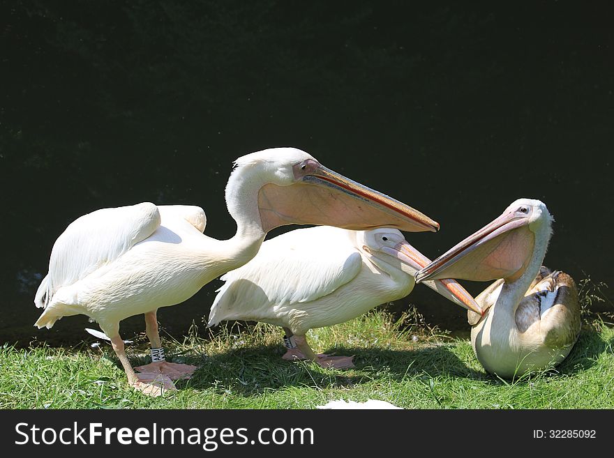 Pink pelican in the zoo