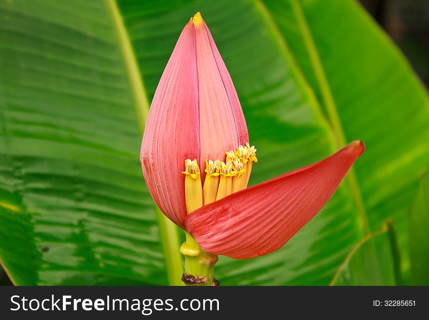 Banana Ornamental, flower of banana