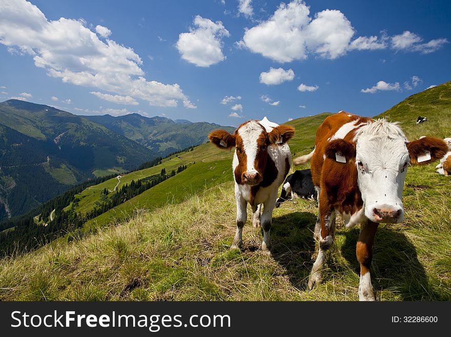 Cows Grazing in Austrian Alps. Cows Grazing in Austrian Alps
