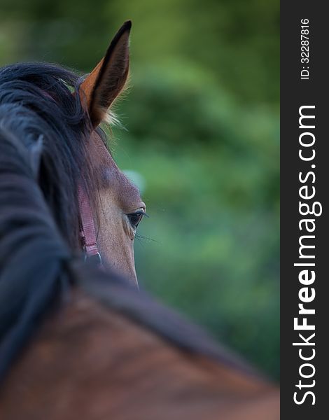 Portrait of a beautiful horse up close. Portrait of a beautiful horse up close