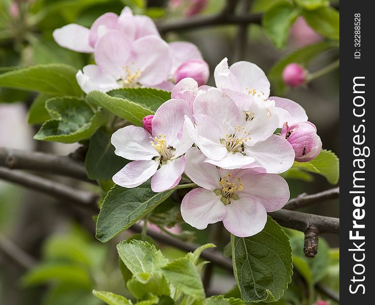 Flower of apple in a garden of my friend