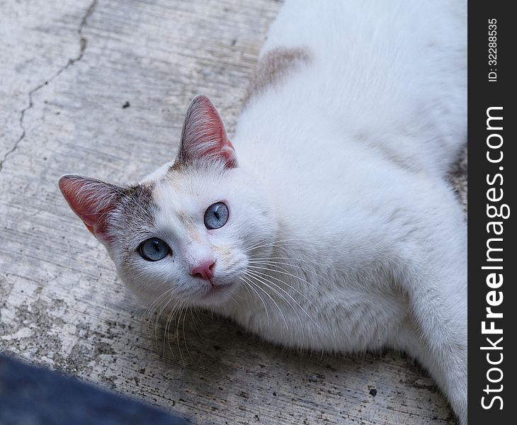 Beautiful white cat in the town of la spezia