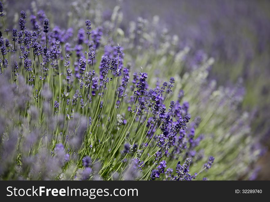 Narrow part of lavender bush in focus. Narrow part of lavender bush in focus