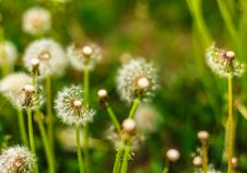 Fresh Spring Green Grass And Dandelions Stock Image Fresh Spring Green Grass And Dandelions Stock Image