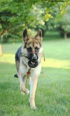German Shepherd Dog After Surgery Royalty Free Stock Images German Shepherd Dog After Surgery Royalty Free Stock Images