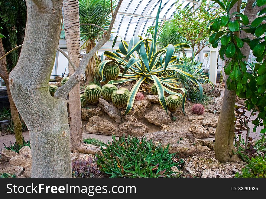 Desert plants at Phipps Conservatory