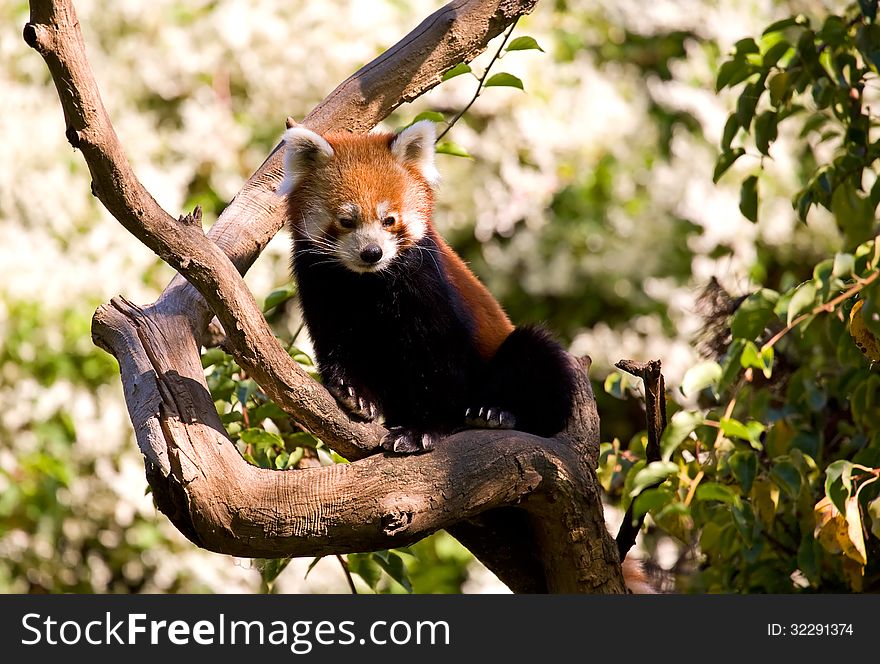 Red panda on a tree. Sort:Ailurus fulgens. Protected species.