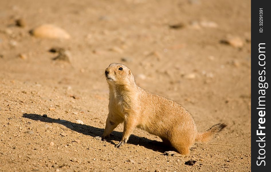 Black-tailed Prairie-dog