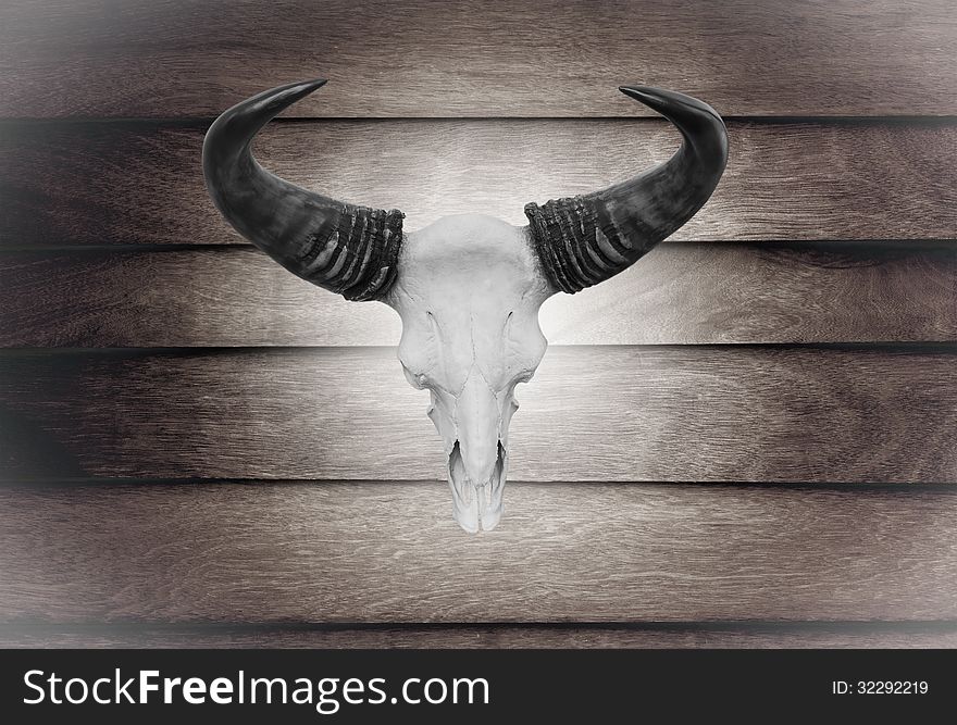 Closeup skull cow on wooden wall texture of the seamless wood