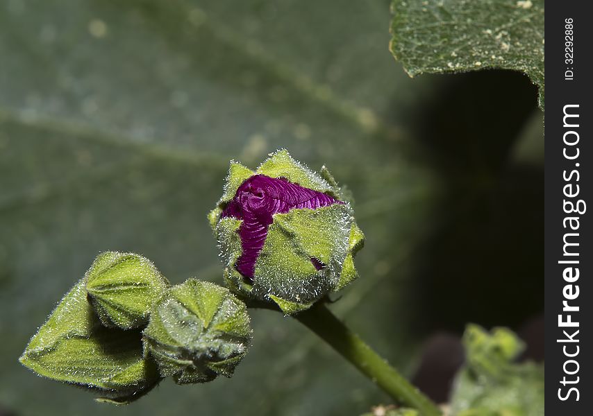 A bud of a flower. A bud of a flower