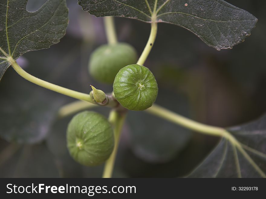 A view from a fig tree. A view from a fig tree