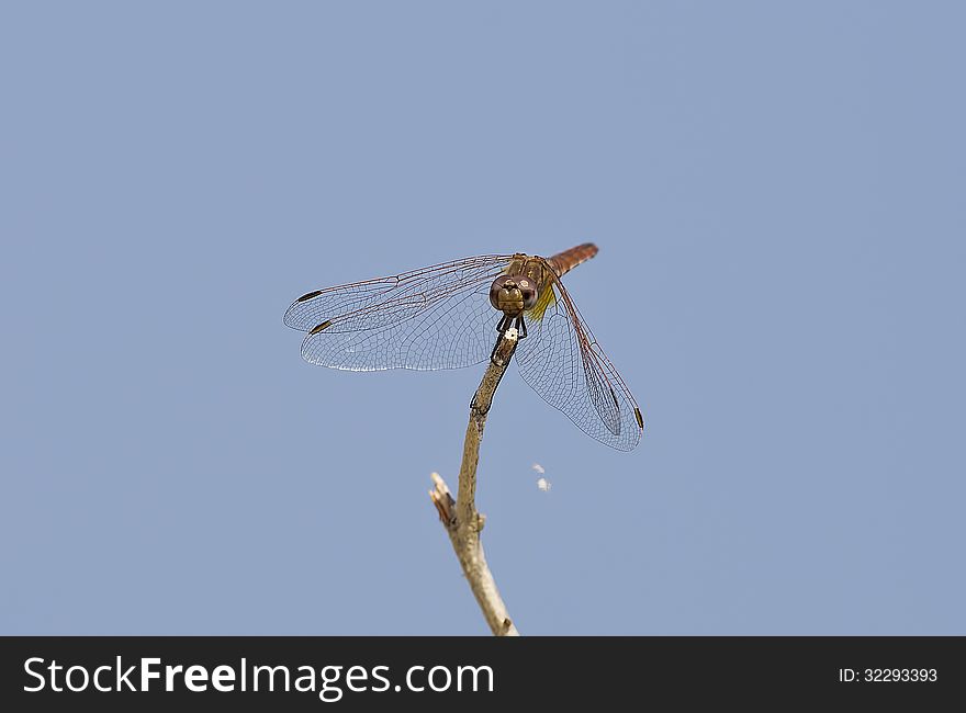 Dragonfly On A Branch