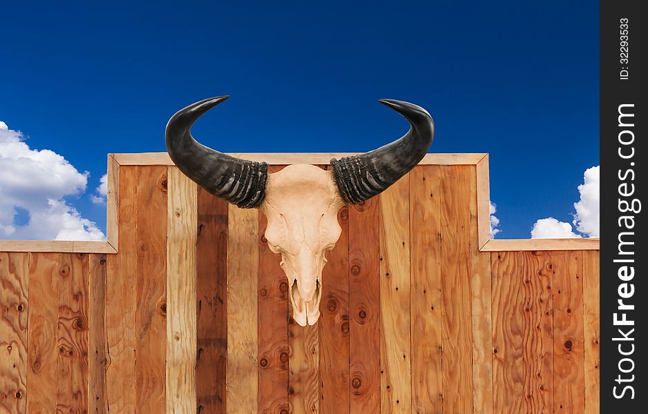 Skull cow hung on wall