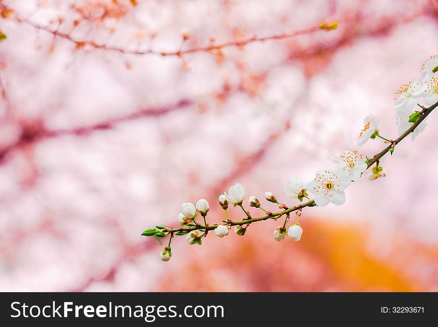 Branch With White Cherry Blossoms