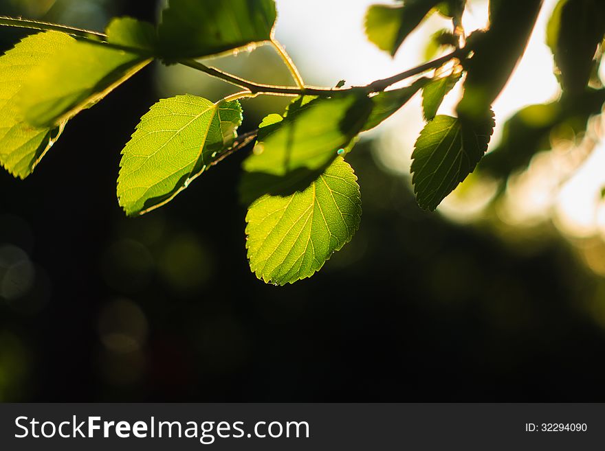 Close Up Of Green Leaves