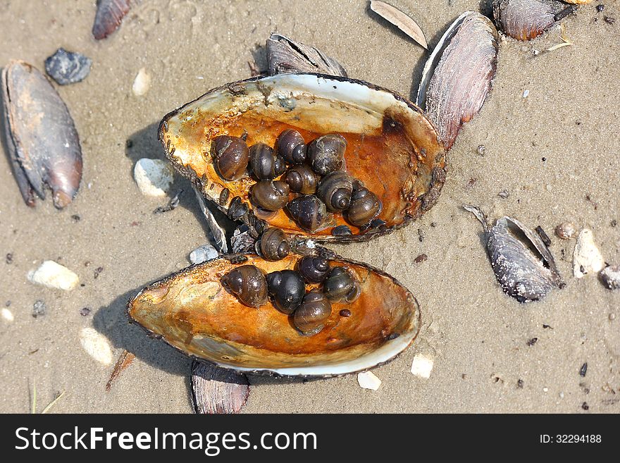 Freshwater mussel shell full of snails