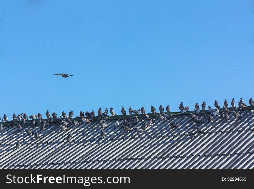 Beautiful pigeons sitting on a roof on blue sky background. Beautiful pigeons sitting on a roof on blue sky background