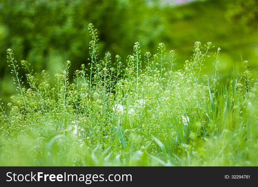 Green Summer Grass In Sunlight. Green Summer Grass In Sunlight