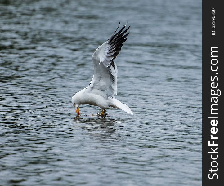 Image of a lesser black backed gull feeding on the surface of a lake.