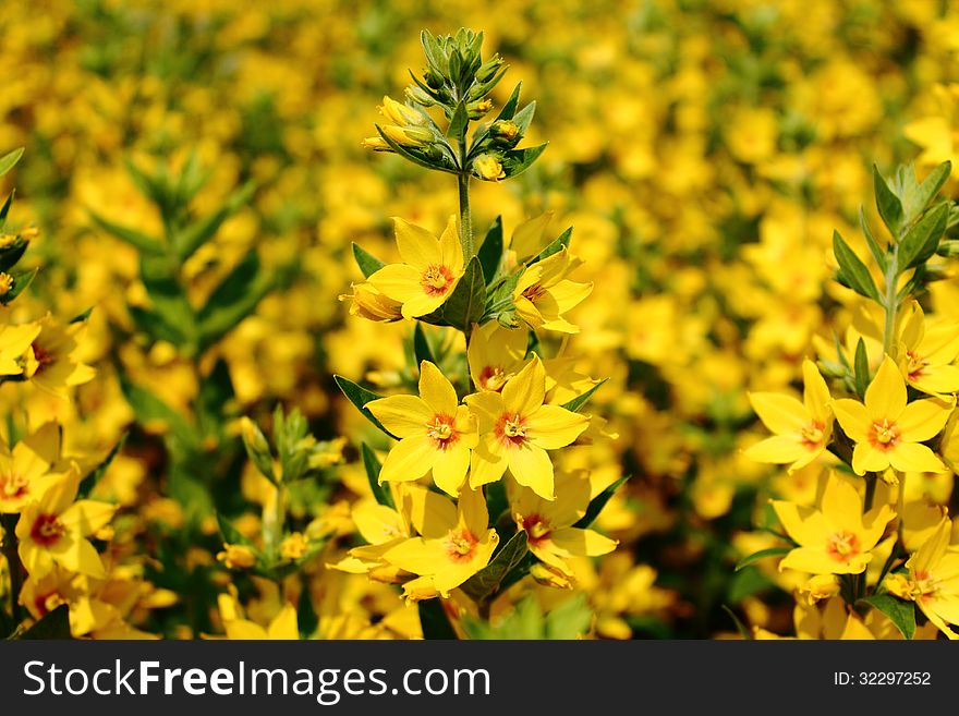 A Field Of nice Yellow flowers. A Field Of nice Yellow flowers