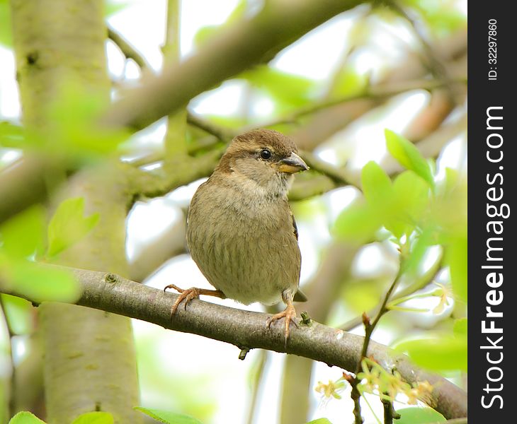 Image of a Female House Sparrow on a tree in the United Kingdom. Image of a Female House Sparrow on a tree in the United Kingdom