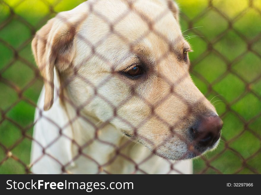 Yellow Labrador Retriever Behind Fence