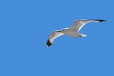 Soaring Seagull Stock Images