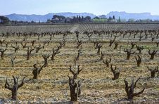 Provence Vine Royalty Free Stock Image Provence Vine Royalty Free Stock Image