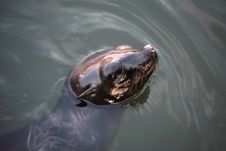 Sea Lion Royalty Free Stock Images