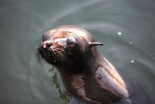 Sea Lion Royalty Free Stock Photos