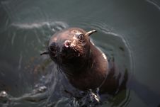 Sea Lion Stock Photos