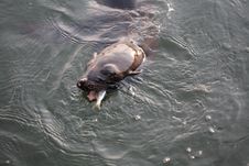 Sea Lion Royalty Free Stock Photos