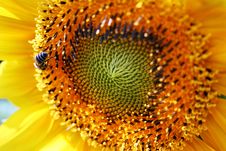 Sunflower And Bee Stock Images