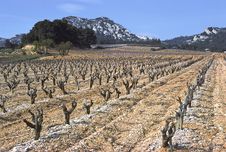 Provence Vine Royalty Free Stock Photo Provence Vine Royalty Free Stock Photo