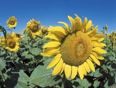Sunflowers Royalty Free Stock Photo Sunflowers Royalty Free Stock Photo