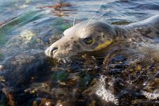 Seal Among Seaweed (Close Up) Stock Photos Seal Among Seaweed (Close Up) Stock Photos