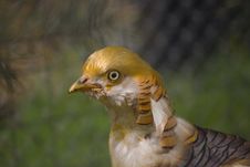 Pheasant Royalty Free Stock Images Pheasant Royalty Free Stock Images