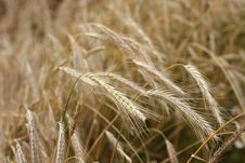 Rye Field. Royalty Free Stock Photo Rye Field. Royalty Free Stock Photo