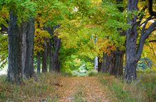 Maple Leaf Trees On Autumn Royalty Free Stock Photos Maple Leaf Trees On Autumn Royalty Free Stock Photos