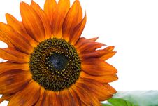 Orange Decorative Sunflower Royalty Free Stock Photos Orange Decorative Sunflower Royalty Free Stock Photos