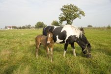 Horse And Her Colt Stock Images Horse And Her Colt Stock Images