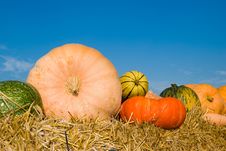Colorfull Pumpkins On Straw Stock Photography
