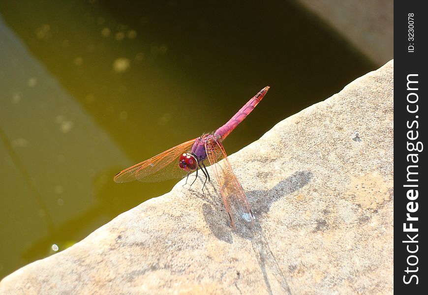 Little red dragonfly looking for food