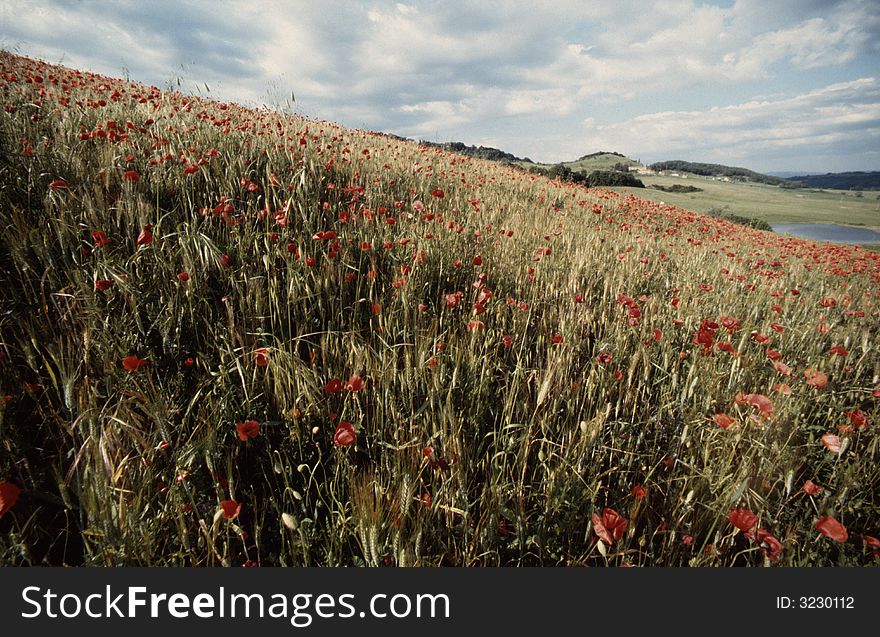 Typical Landscape in Umbria, Italy, Europe with red corn poppy. Typical Landscape in Umbria, Italy, Europe with red corn poppy.